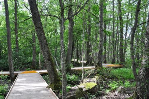 05-Arninge-Ullna-Riparian-Forest-Park Topia-Landskapsarkitektur-AB-960x638