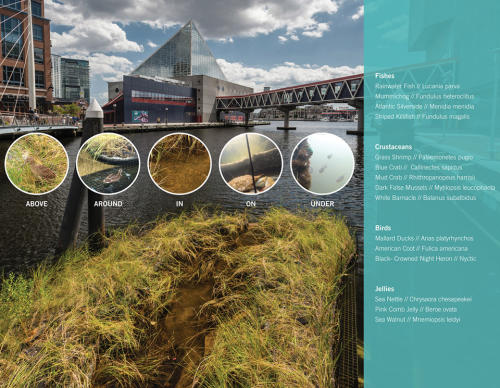 012-2018-asla-research-award-of-honor-urban-aquatic-health-integrating-new-technologies-and-resiliency-into-floating-wetlands-by-ayers-saint-gross